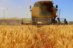 Arpa ve Buğday alım fiyatları açıklandı
