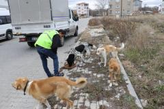 Kırklareli Belediyesinden sokak hayvanlarına mama