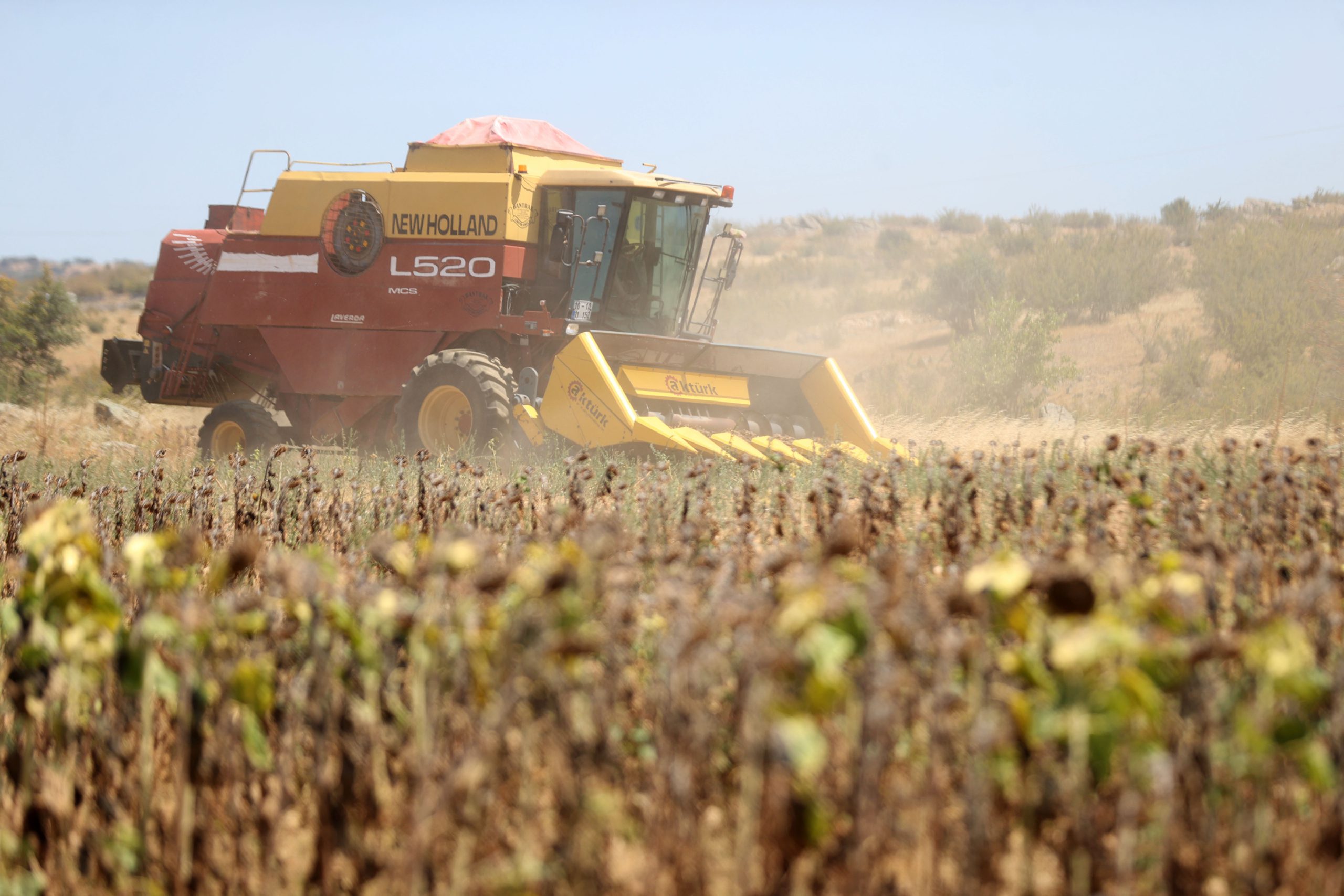 Trakya'da aşırı sıcaklık nedeniyle ayçiçeği hasadı son yıllarda erken başlıyor