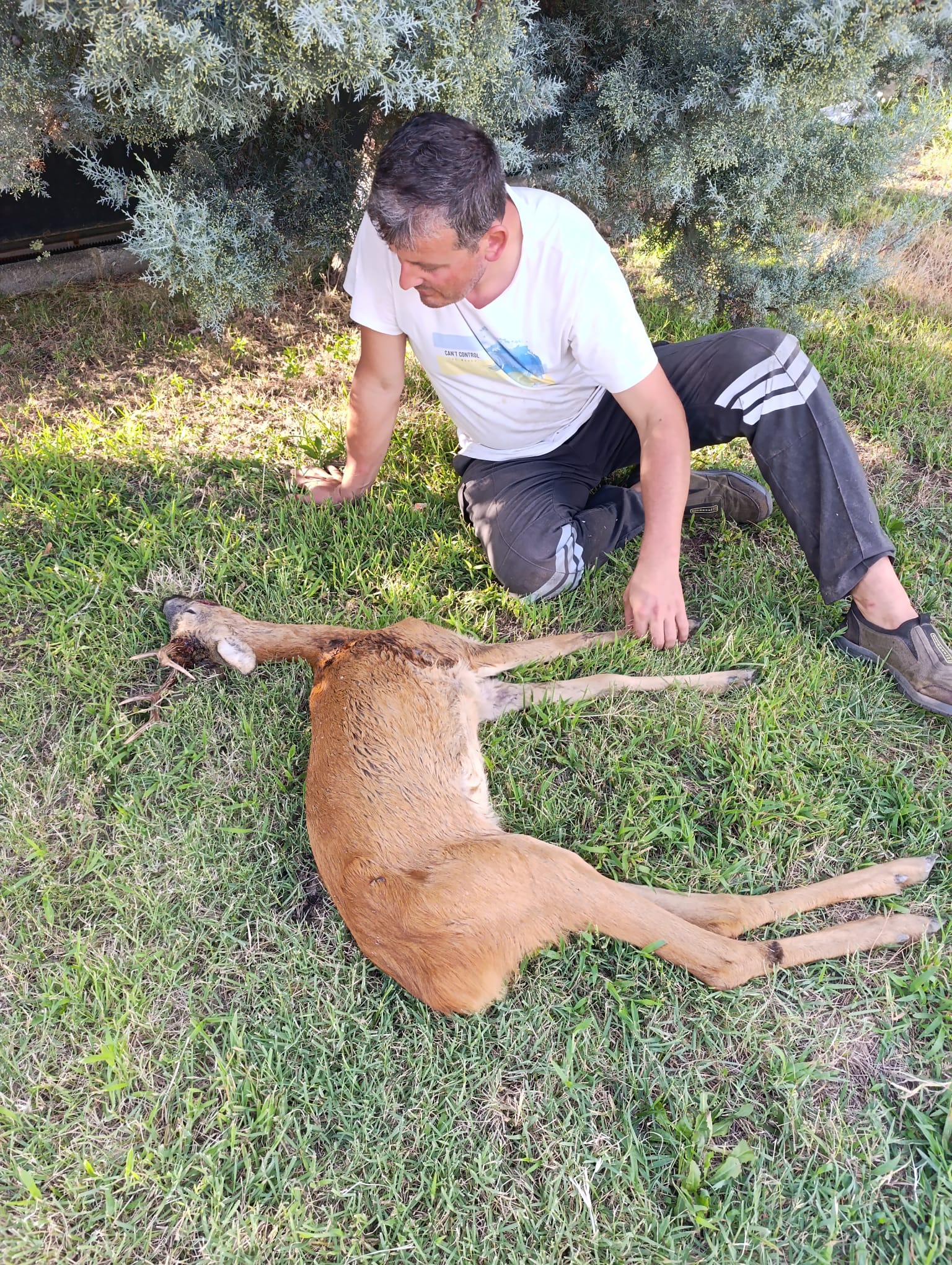 Kırklareli'nde yaralı bulunan karaca tedavi altına alındı