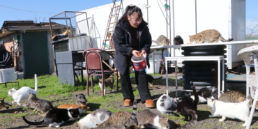 "Evladım" dediği kedileri 10 yıldır besleyip sahiplendiriyor