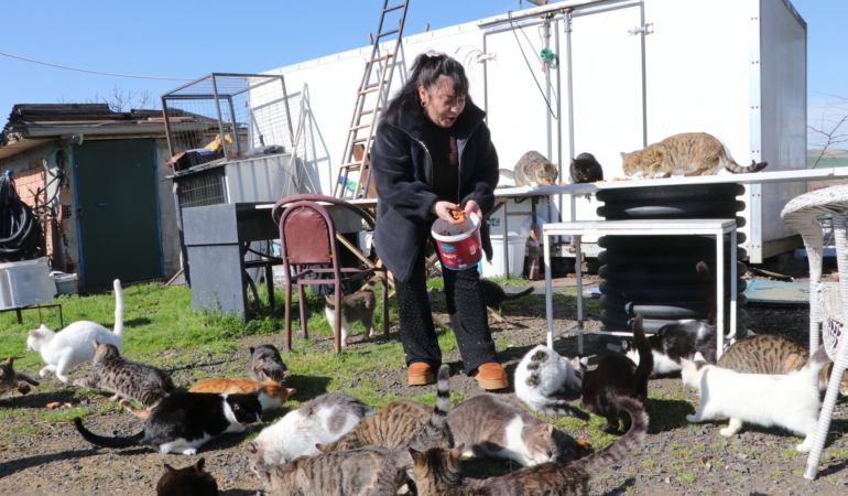 "Evladım" dediği kedileri 10 yıldır besleyip sahiplendiriyor