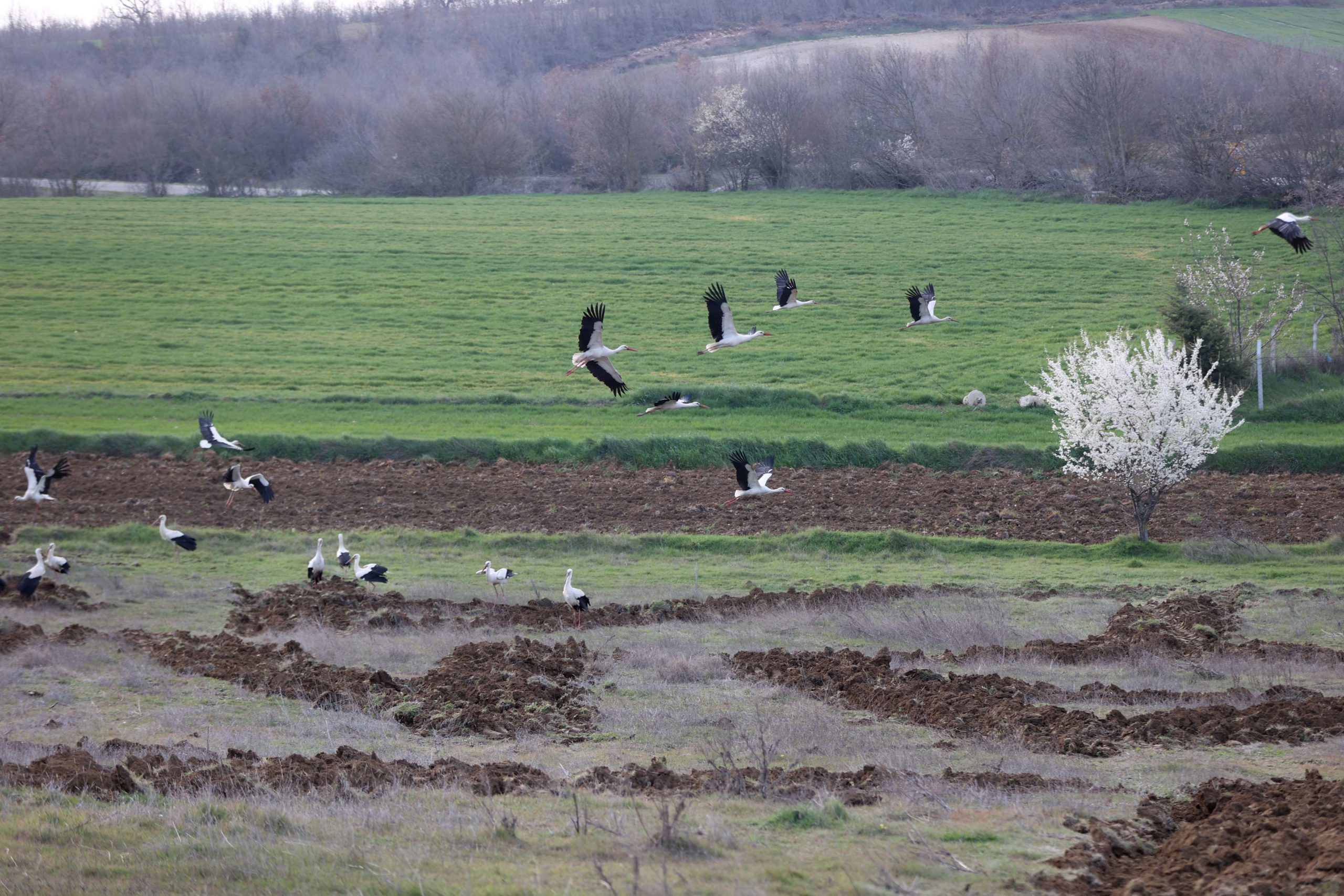Göç yolundaki leylekler Kırklareli'nde mola verdi