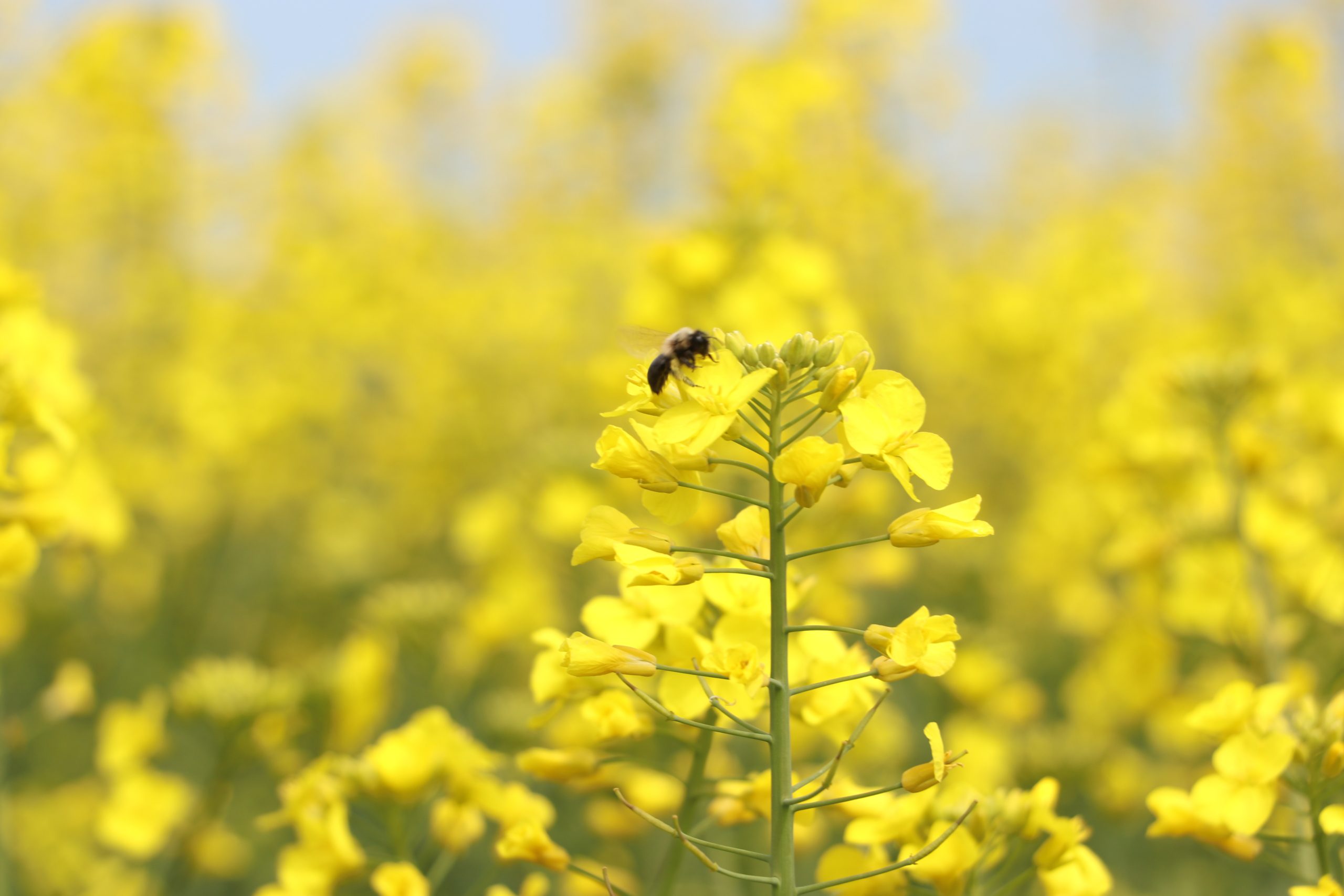 Tekirdağ'da "sarı gelin" tarlaları renklendirdi