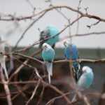 Hastanenin "kanatlı sakinleri" hasta ve yakınlarına moral oluyor