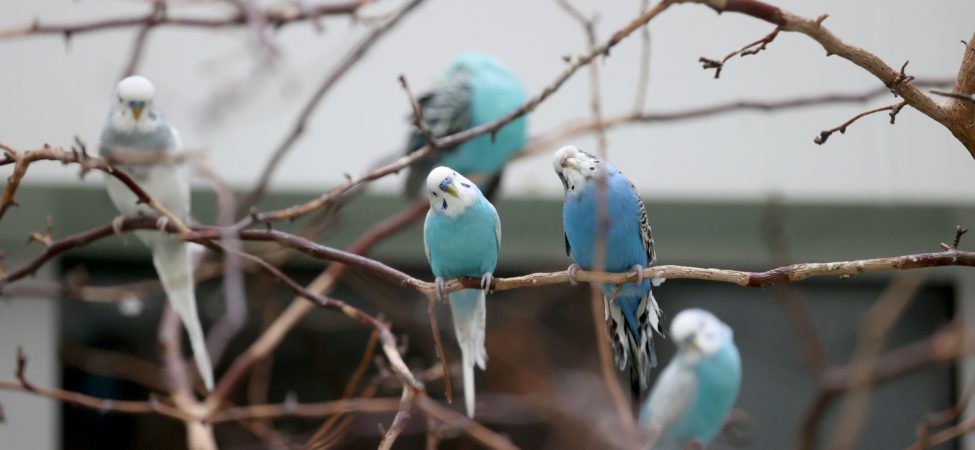 Hastanenin "kanatlı sakinleri" hasta ve yakınlarına moral oluyor