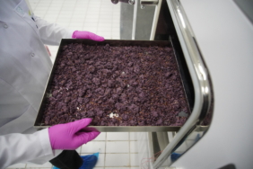 Dondurarak kuruttukları meyveleri ihraç ediyorlar