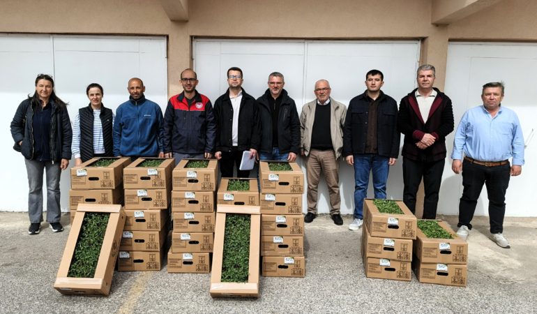 Kırklareli'nde üreticilere domates fidesi dağıtıldı