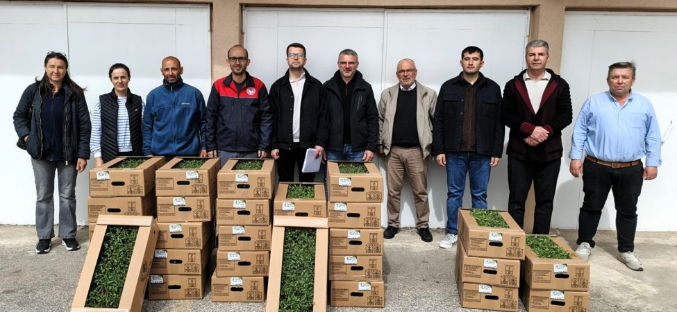 Kırklareli'nde üreticilere domates fidesi dağıtıldı