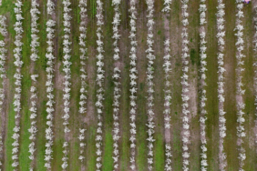 Kırklareli'nde meyve ağaçlarının çiçek açmasıyla bahçeler beyaza büründü