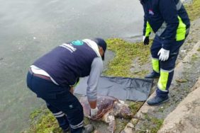 Tekirdağ'da ölü caretta caretta sahile vurdu