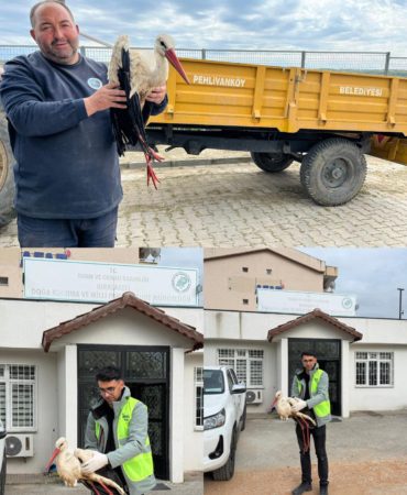 Kırklareli'nde yaralı halde bulunan leylek tedavi altına alındı