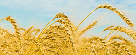 Buğday fiyatı açıklandı 1 kilogram  91 Kuruş