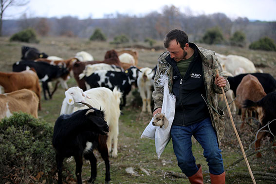 Yıldız Dağları'nın eteklerinde oğlak ve kuzu sesleri yankılanıyor