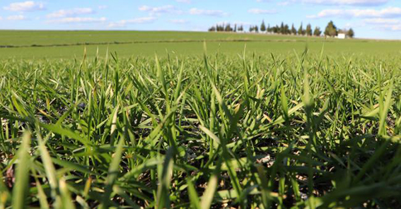 TRAKYA ÇİFTÇİSİ  KAR BEKLİYOR