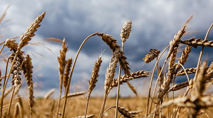 Buğdayın alım fiyatı 2,25 TL oldu